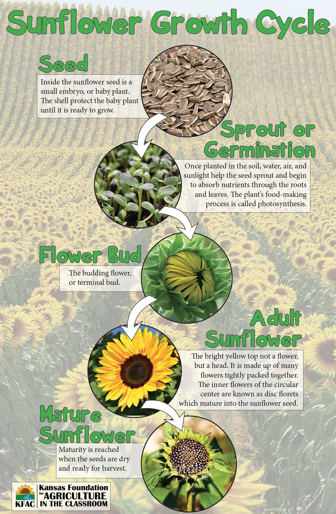 Sunflower Growth Stages Kansas Agriculture In The Classroom