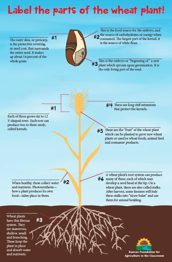 wheat plant diagram